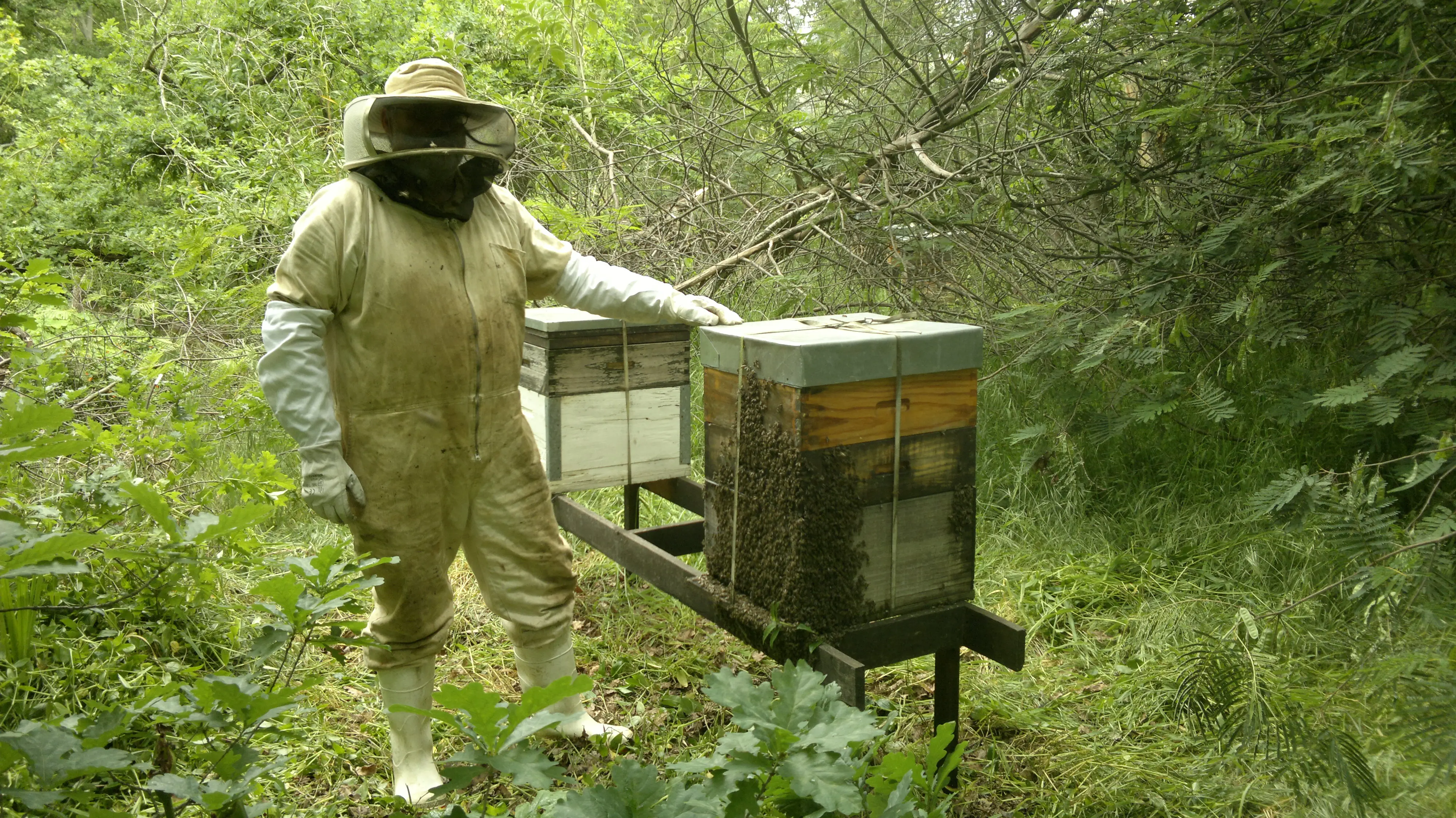 Beekeeper at work